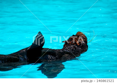 Sea Lion Swimming Gracefully in Clear Turquoise Blue Water Sea Lion Swimming Gracefully in Clear Turquoise Blue Water 140861521