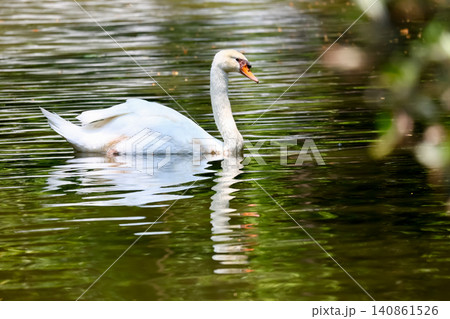 Elegant Mute Swan Gliding on Calm Green Pond with Reflection Elegant Mute Swan Gliding on Calm Green Pond with Reflection 140861526