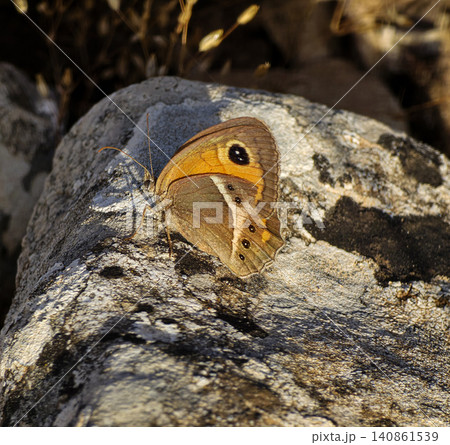 A Spanish gatekeeper butterfly rests on a textured stone under sunlight in its natural Mediterranean setting. The butterfly shows colors typical of the species. A Spanish gatekeeper butterfly rests on a textured stone under sunlight in its natural Mediterranean setting. The butterfly shows colors typical of the species. 140861539