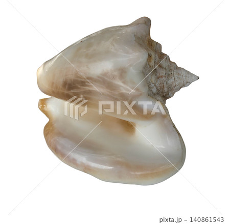 The image shows a close up of an empty polished Queen conch shell with a smooth interior. The shell is isolated on a solid white background highlighting its features. The image shows a close up of an empty polished Queen conch shell with a smooth interior. The shell is isolated on a solid white background highlighting its features. 140861543