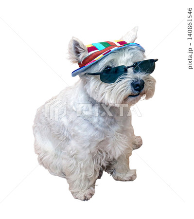 A white West Highland Terrier dog sits down wearing dark sunglasses and a bright striped sun hat. The background is completely white, highlighting the dog's stylish look. 140861546