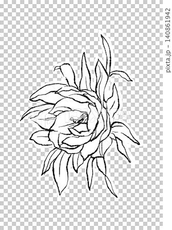 A hand-drawn line art illustration of blooming night-blooming cereus flowers. A hand-drawn line art illustration of blooming night-blooming cereus flowers. 140861942