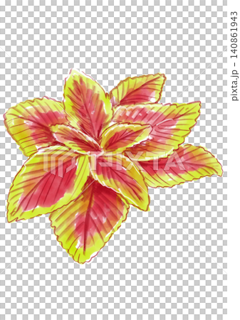A hand-painted watercolor illustration of blooming coleus flowers. 140861943