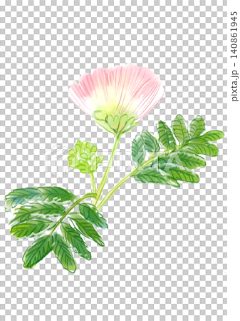 一幅手繪水彩插圖,描繪了盛開的合歡花。 一幅手繪水彩插圖,描繪了盛開的合歡花。 140861945