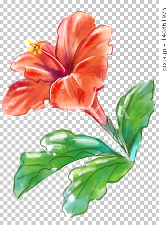 一幅手繪水彩插圖,描繪了盛開的扶桑花。 一幅手繪水彩插圖,描繪了盛開的扶桑花。 140861975