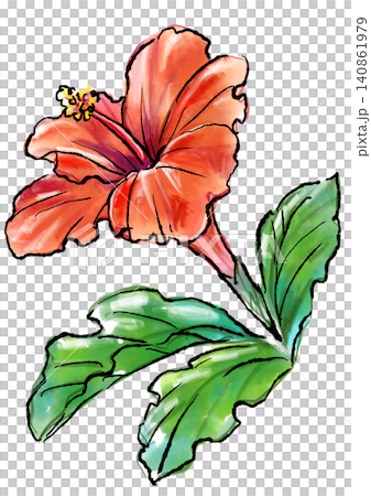 手繪線條畫和水彩插圖,描繪了盛開的扶桑花。 手繪線條畫和水彩插圖,描繪了盛開的扶桑花。 140861979