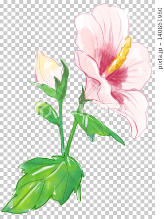 一幅手繪水彩插圖,描繪了盛開的扶桑花。 一幅手繪水彩插圖,描繪了盛開的扶桑花。 140861980