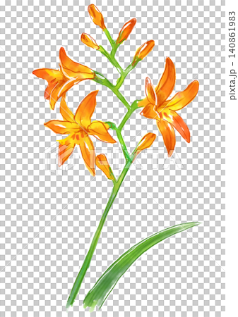 一幅手繪水彩插圖，描繪了盛開的蒙布雷蒂亞花。 140861983