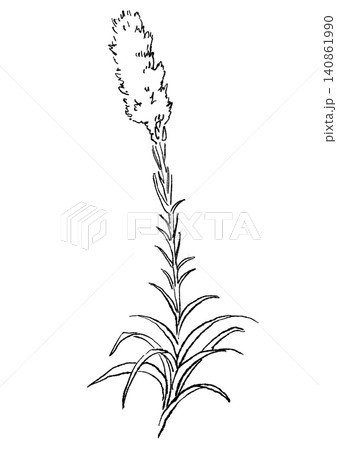 咲き誇るリアトリスの花の手描きの線画イラスト 140861990