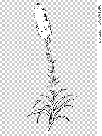 咲き誇るリアトリスの花の手描きの線画イラスト 140861990