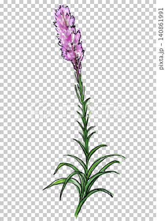 Hand-drawn line art and watercolor illustration of blooming liatris flowers Hand-drawn line art and watercolor illustration of blooming liatris flowers 140861991