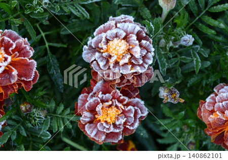 霜に包まれたマリーゴールドの花のクローズアップ写真 霜に包まれたマリーゴールドの花のクローズアップ写真 140862101