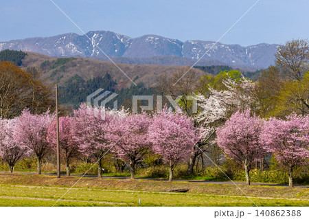 福島県郡山市湖南町浜路 猪苗代湖南岸の湖岸道路の満開の桜並木と山々の景色 福島県郡山市湖南町浜路 猪苗代湖南岸の湖岸道路の満開の桜並木と山々の景色 140862388