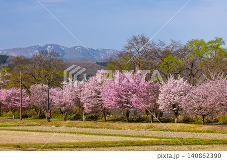 福島県郡山市湖南町浜路　猪苗代湖南岸の湖岸道路の満開の桜並木と山々の景色 140862390