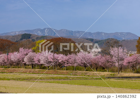 福島県郡山市湖南町浜路　猪苗代湖南岸の湖岸道路の満開の桜並木と山々の景色 140862392