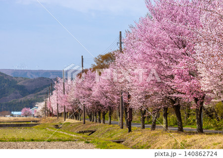 福島県郡山市湖南町浜路 猪苗代湖南岸の湖岸道路の満開の桜並木と遠くに見える布引風の高原風車の景色 福島県郡山市湖南町浜路 猪苗代湖南岸の湖岸道路の満開の桜並木と遠くに見える布引風の高原風車の景色 140862724