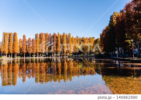秋の別所沼公園で鮮やかに紅葉し、水面に美しく映り込むメタセコイアの並木道 秋の別所沼公園で鮮やかに紅葉し、水面に美しく映り込むメタセコイアの並木道 140862980