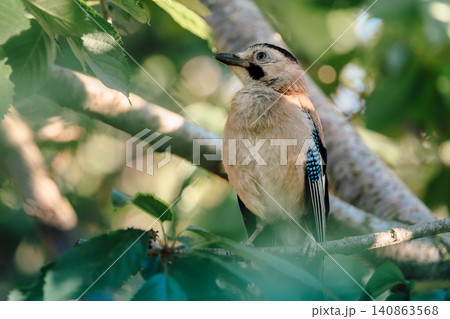 Eurasian jay bird sitting on tree branch surrounded by leaves 140863568