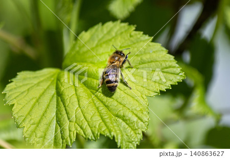 A large yellow bee is resting on a green leaf 140863627