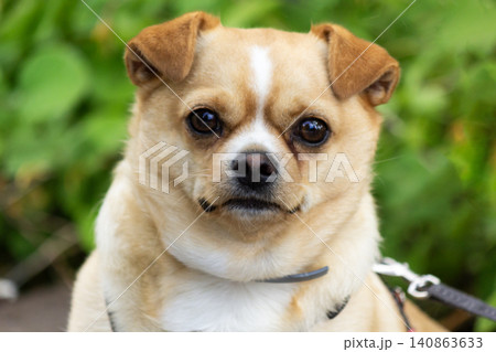 A brown dog, a beautiful Chihuahua, a small dog. Portrait A brown dog, a beautiful Chihuahua, a small dog. Portrait 140863633