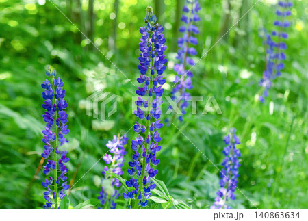 Purple lupins in a meadow on a sunny day Purple lupins in a meadow on a sunny day 140863634