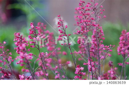 Heuchera. Red geyhera Paris flowers in the garden. 140863639