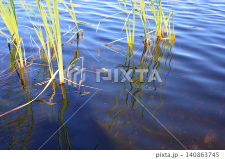 Green reeds and water ripples on a calm lake surface. 140863745