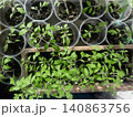 Top view of tomato seedlings growing in transparent plastic cups and rectangular tray filled with dark soil on a sunny windowsill. 140863756