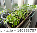 Pepper and tomato seedlings growing in transparent plastic cups and tray with soil on a sunny windowsill. 140863757