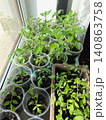 Pepper and tomato seedlings in plastic cups on sunny windowsill, indoor vegetable plants growing in soil at home 140863758