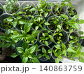 Top view of young pepper seedlings growing in transparent plastic cups filled with dark soil on a sunny windowsill. 140863759
