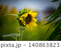 咲きかけの向日葵 140863823