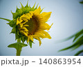 開花する向日葵 140863954