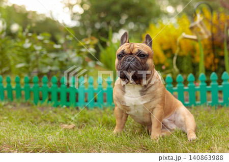 French bulldog sit on a grass in a summer day. French bulldog sit on a grass in a summer day. 140863988