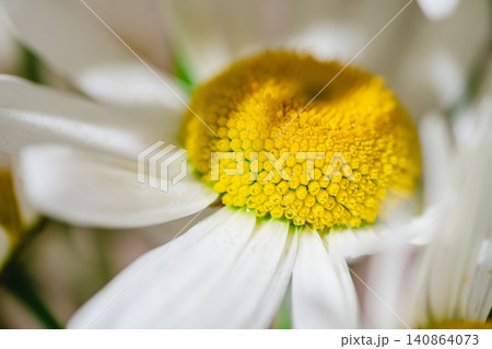 Daisy bouquet in warm sunlight, natural floral background Daisy bouquet in warm sunlight, natural floral background 140864073