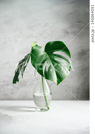 Monstera leaves in glass vase, minimalist botanical interior decor and nature concept Monstera leaves in glass vase, minimalist botanical interior decor and nature concept 140864091