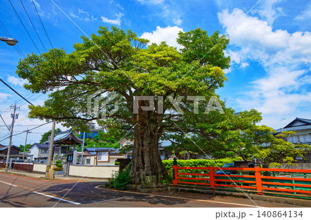 丸岡町 タブの木 丸岡町 タブの木 140864134