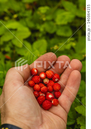Picking wild strawberries in the forest during summer foraging season Picking wild strawberries in the forest during summer foraging season 140864155