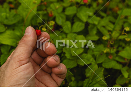 Picking wild strawberries in a forest during summer harvest season Picking wild strawberries in a forest during summer harvest season 140864156