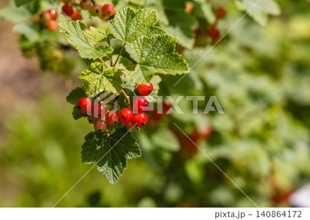 Harvesting hawthorn berries on a branch in the countryside during autumn 140864172