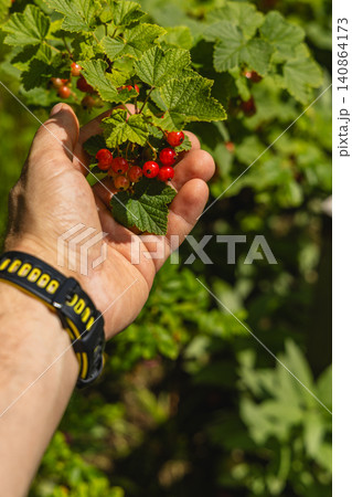 Harvesting hawthorn berries in the countryside during autumn days 140864173