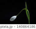 白いチューリップの花 140864186