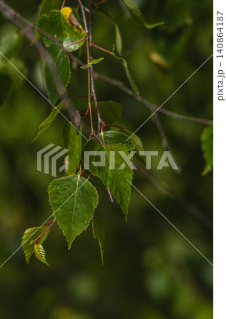 Close view of birch leaves on a branch in a forest during spring time Close view of birch leaves on a branch in a forest during spring time 140864187