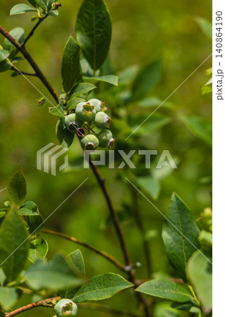 Flowering shrub with white berries shows new growth in spring garden Flowering shrub with white berries shows new growth in spring garden 140864190