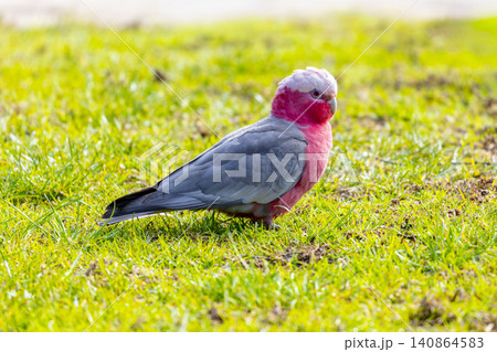A Galah cockatoo foraging for food on grass on a sunny day in the Blue Mountains A Galah cockatoo foraging for food on grass on a sunny day in the Blue Mountains 140864583