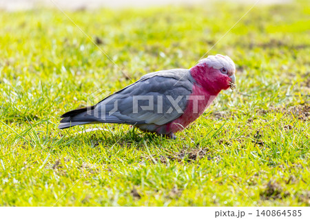A Galah cockatoo foraging for food on grass on a sunny day in the Blue Mountains A Galah cockatoo foraging for food on grass on a sunny day in the Blue Mountains 140864585
