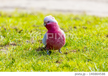 A Galah cockatoo foraging for food on grass on a sunny day in the Blue Mountains A Galah cockatoo foraging for food on grass on a sunny day in the Blue Mountains 140864586
