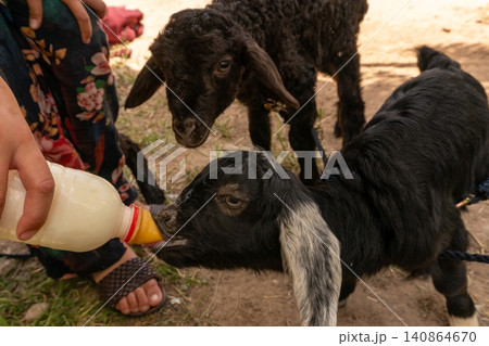 Bottle Feeding a Baby Goat While a Lamb Watches on a Small Farm Bottle Feeding a Baby Goat While a Lamb Watches on a Small Farm 140864670