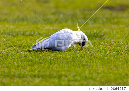 A Sulphur Crested Cockatoo foraging for food on grass in the Blue Mountains 140864917