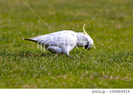 A Sulphur Crested Cockatoo foraging for food on grass in the Blue Mountains A Sulphur Crested Cockatoo foraging for food on grass in the Blue Mountains 140864919